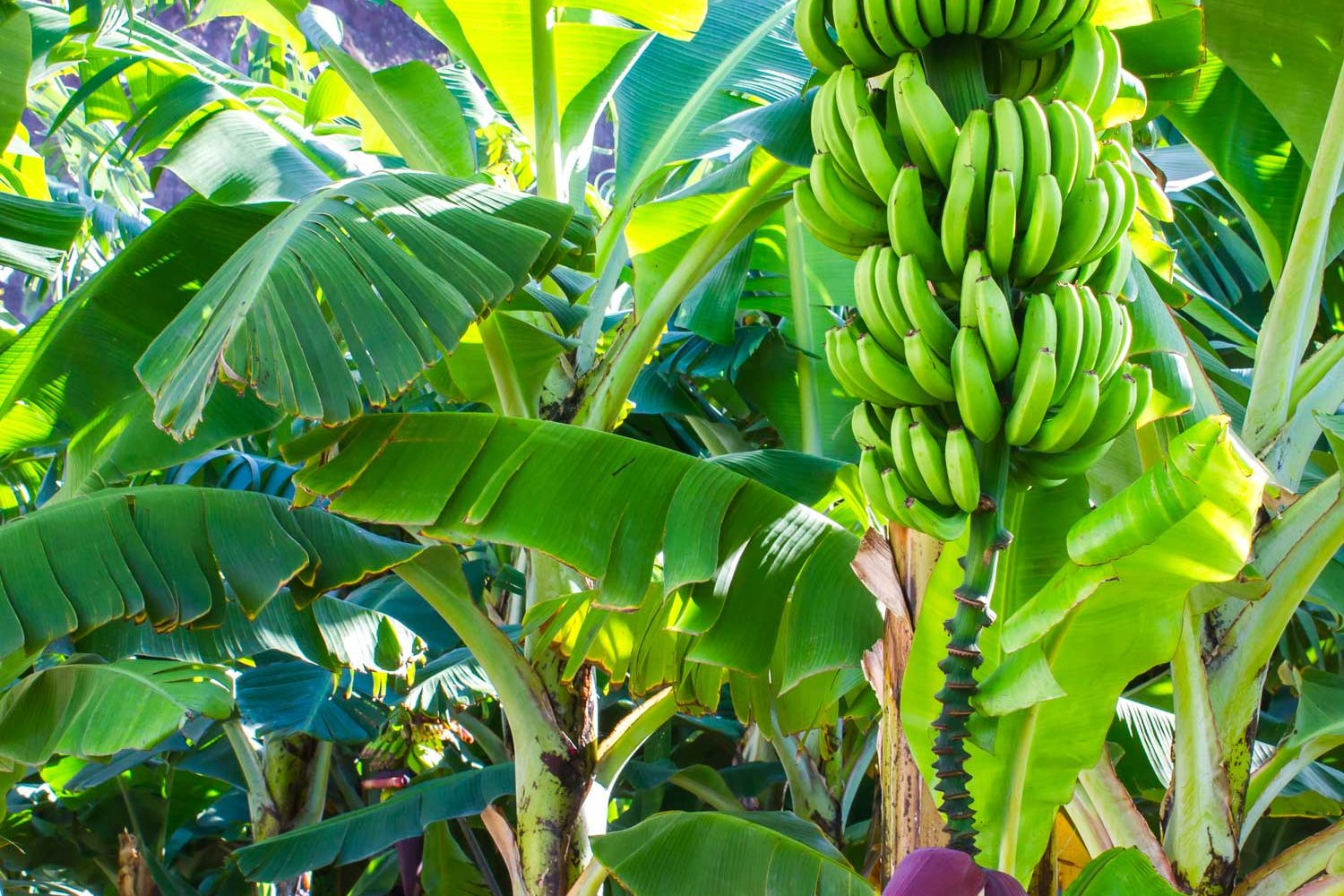 banano