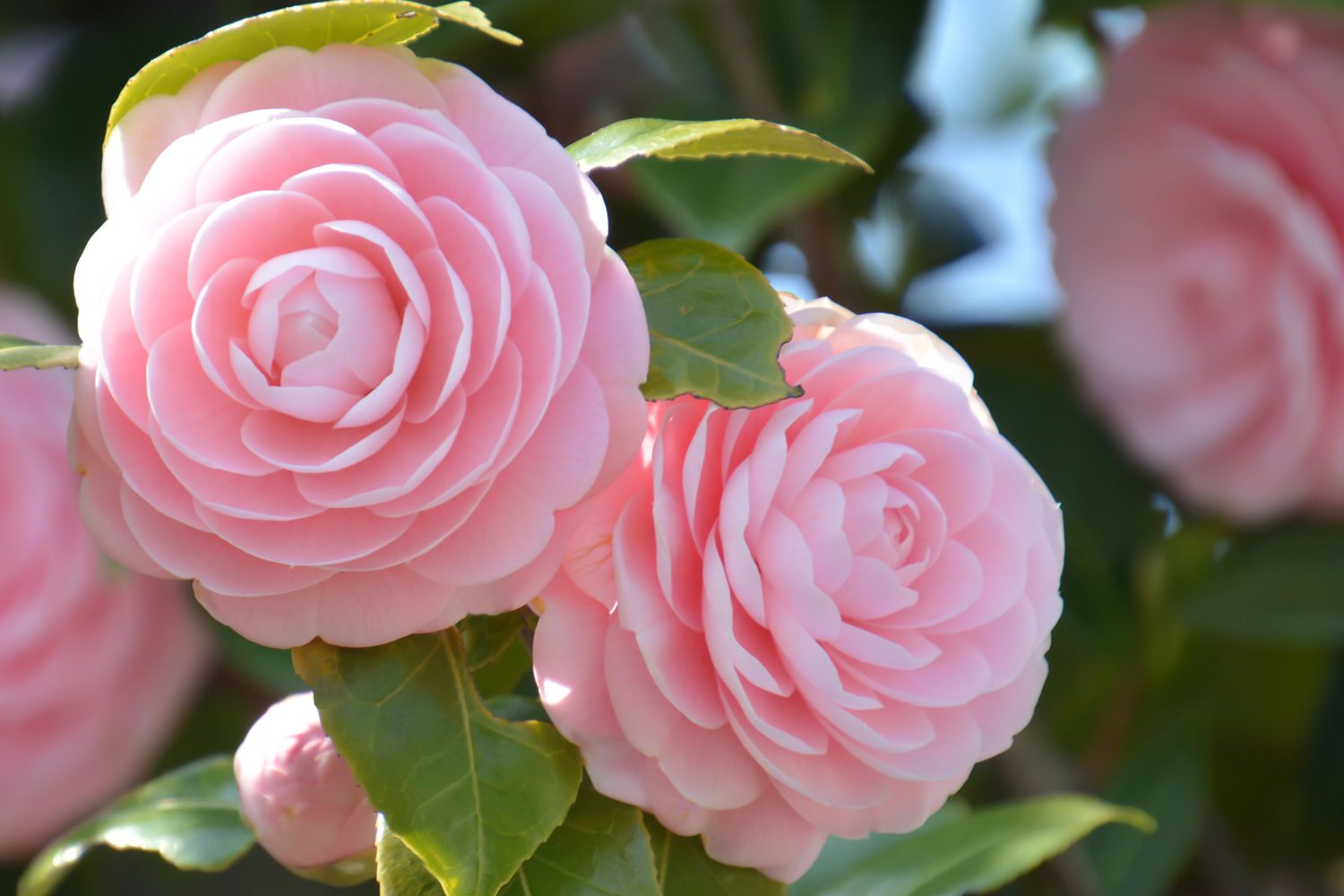 camelia
