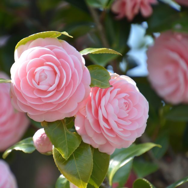 camelia