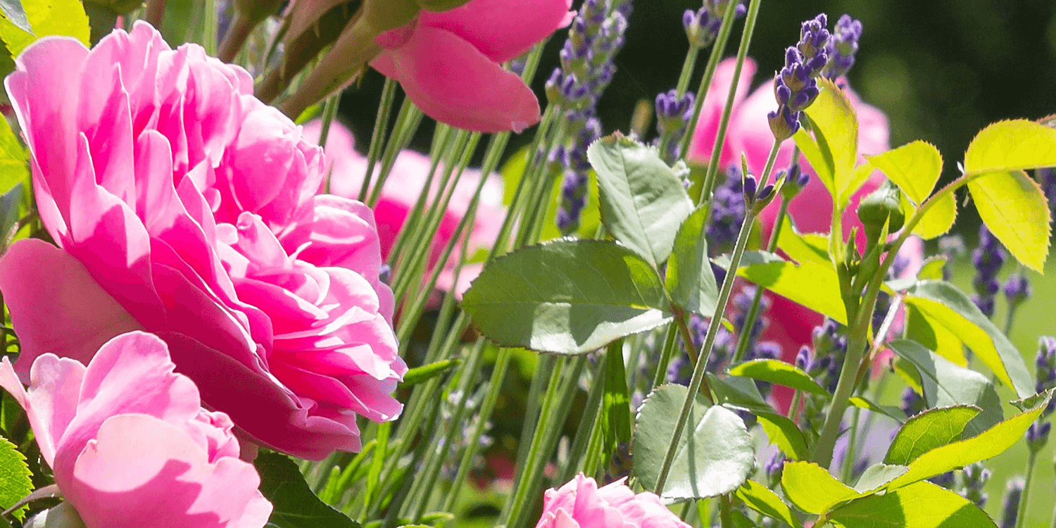 fiori_1_2