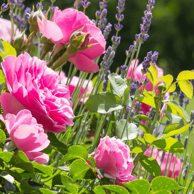 fiori_1_2