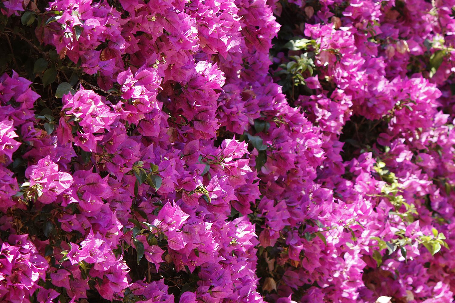 fiori_giugno