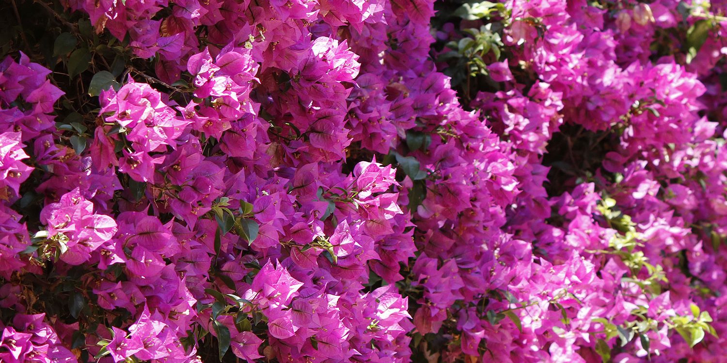 fiori_giugno