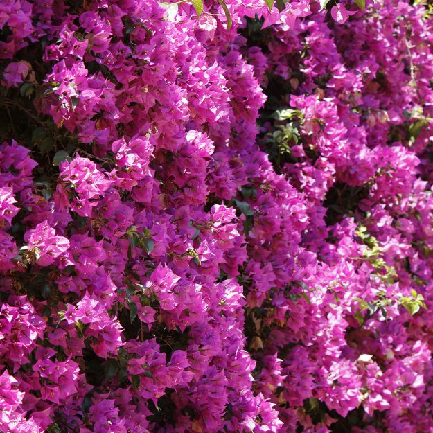 fiori_giugno