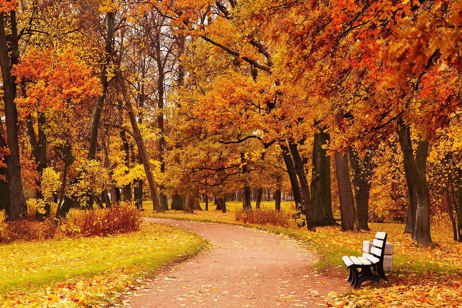 foliage_1_