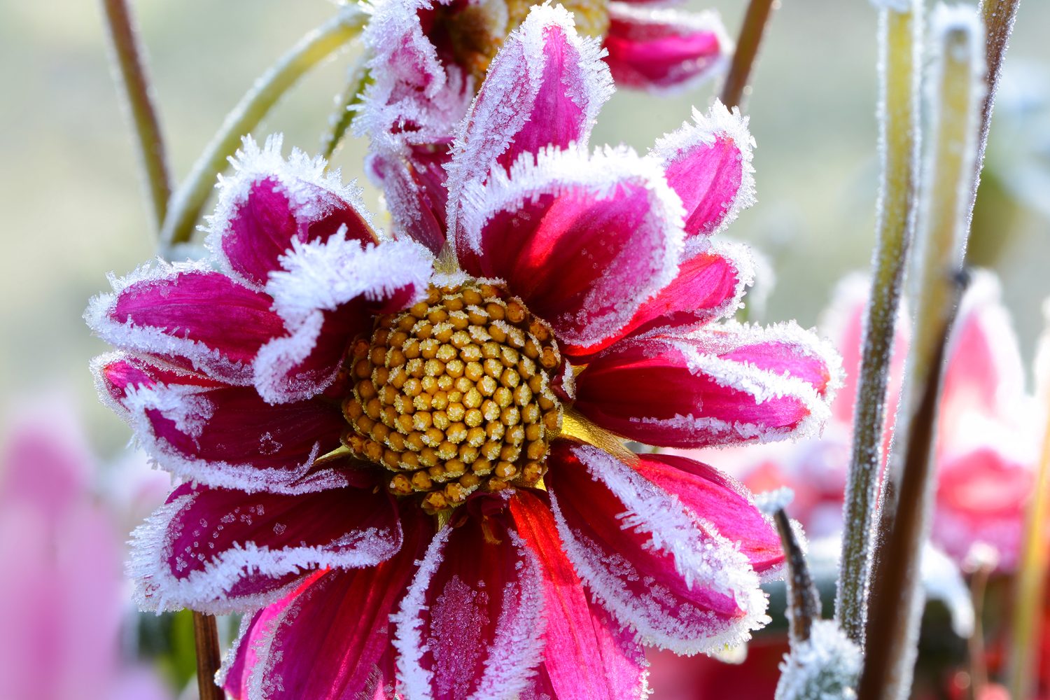 giardino_inverno