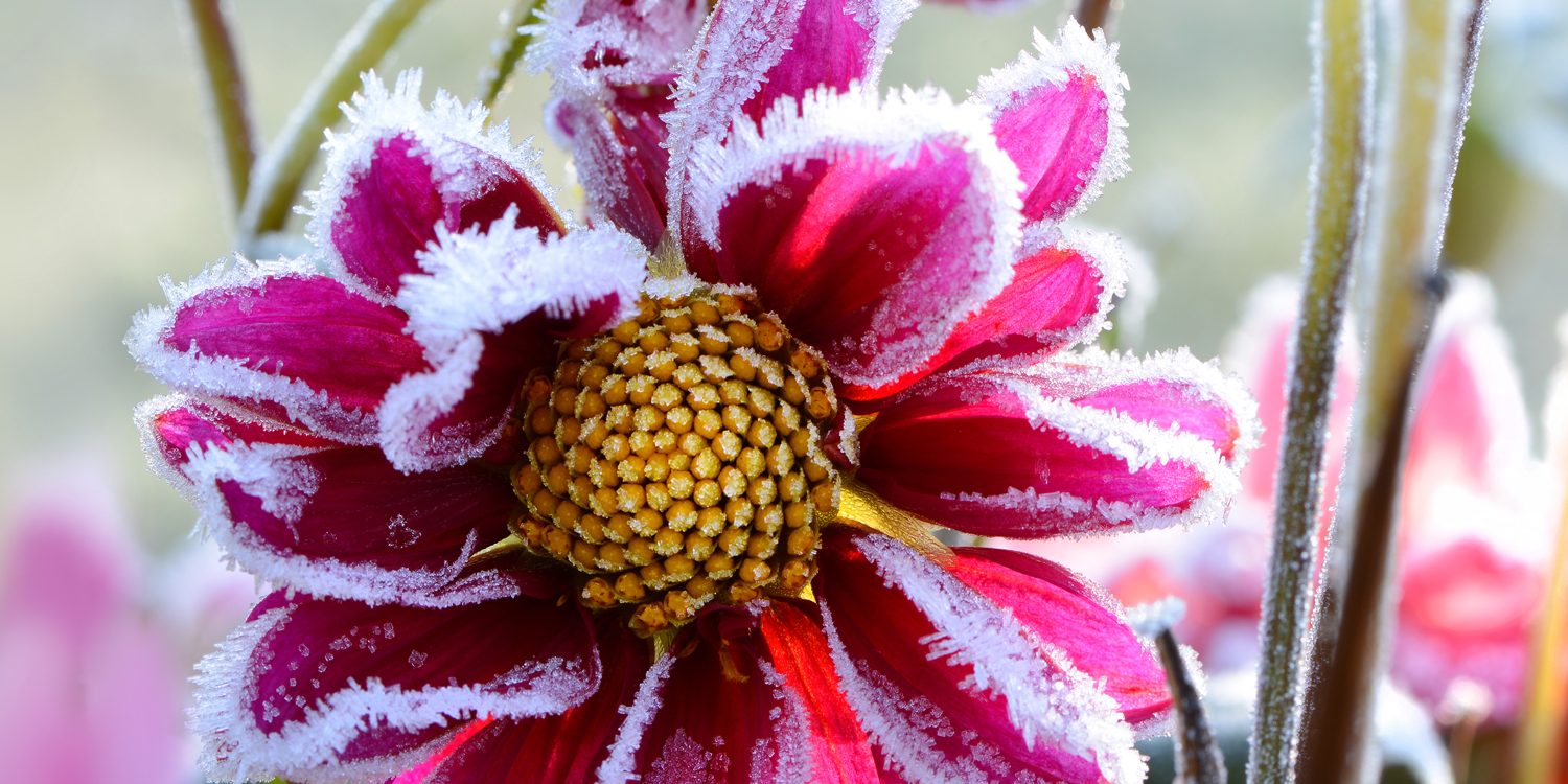 giardino_inverno