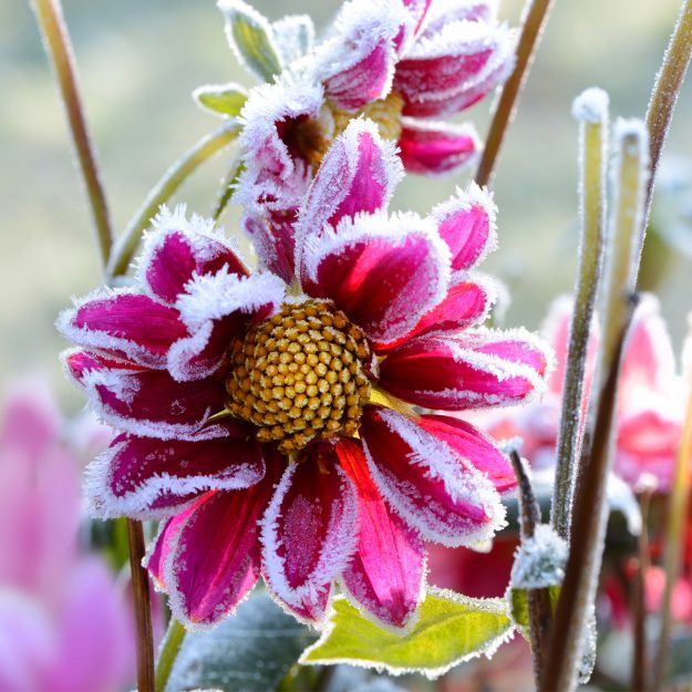 giardino_inverno