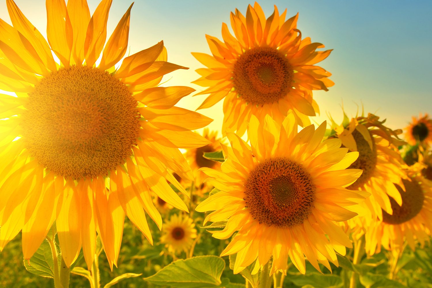girasoli