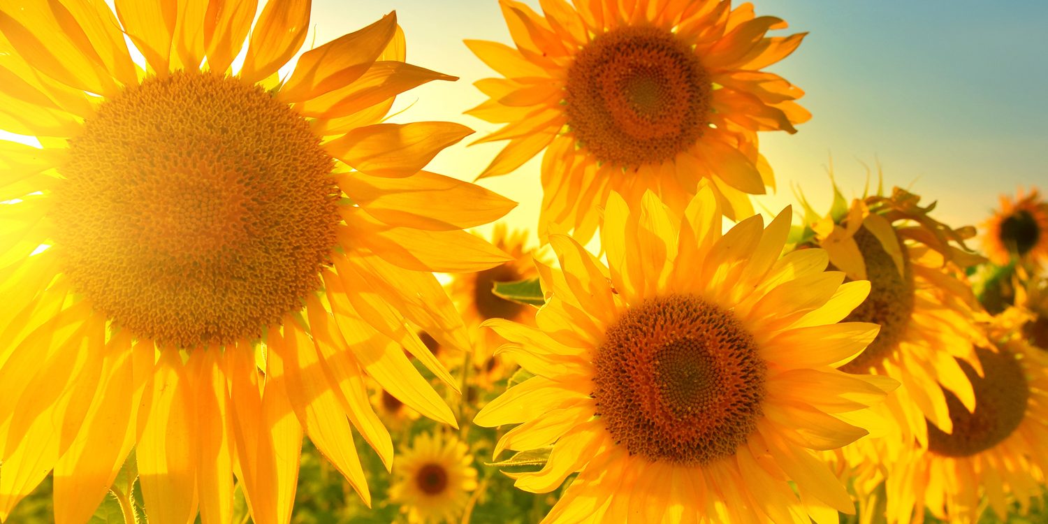 girasoli