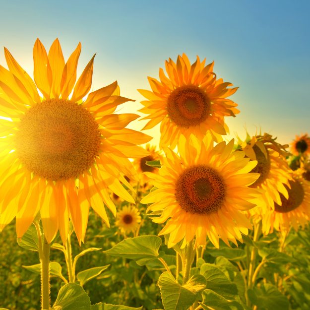 girasoli