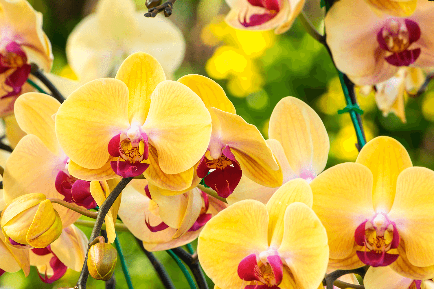 orchidee_1_