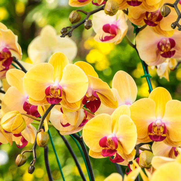 orchidee_1_