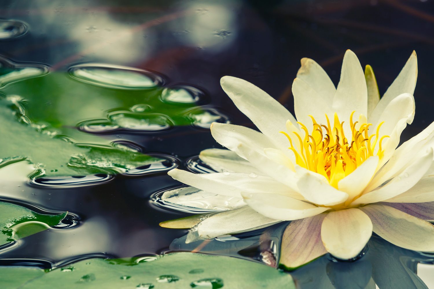 piante_acquatiche