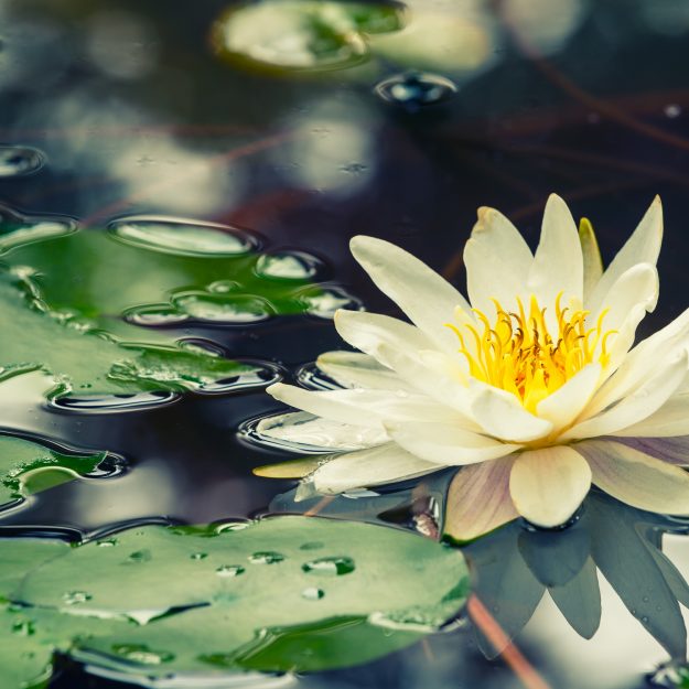 piante_acquatiche
