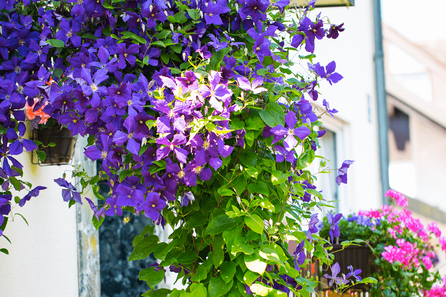 piante_balcone_1_