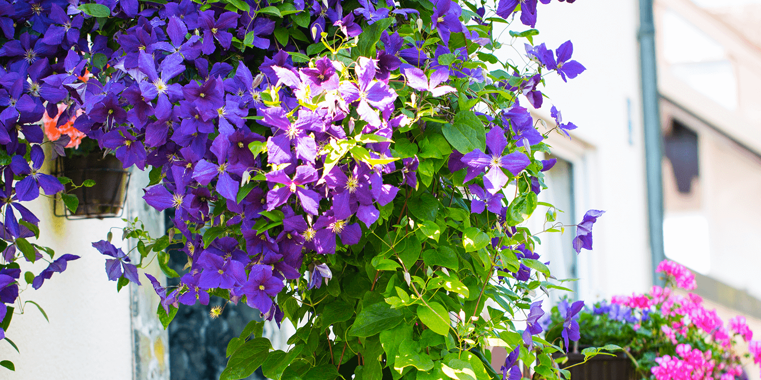 piante_balcone_1_