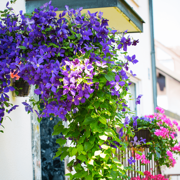 piante_balcone_1_