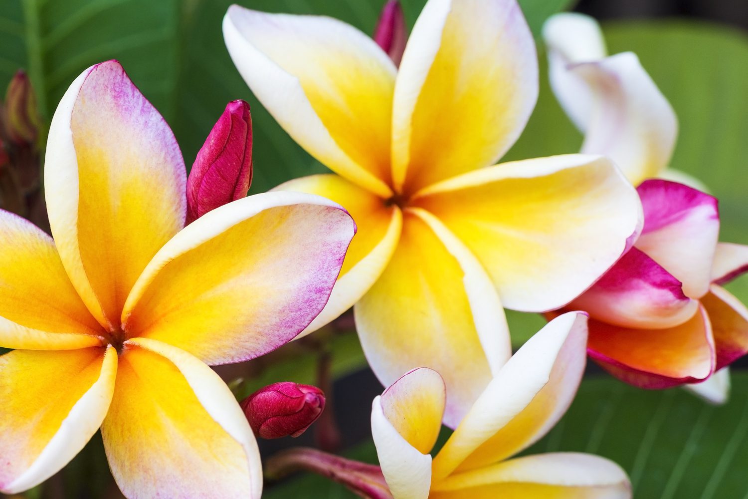 plumeria