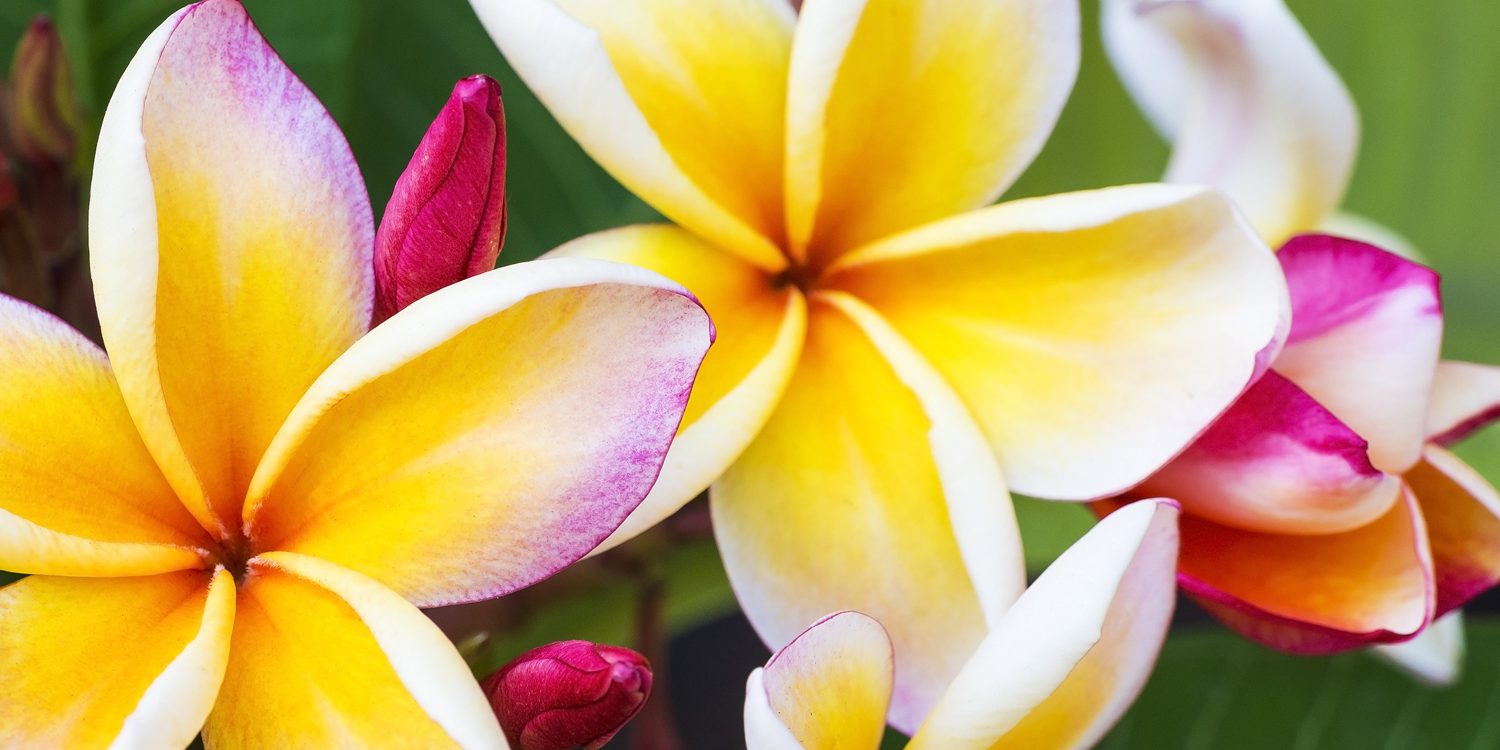 plumeria
