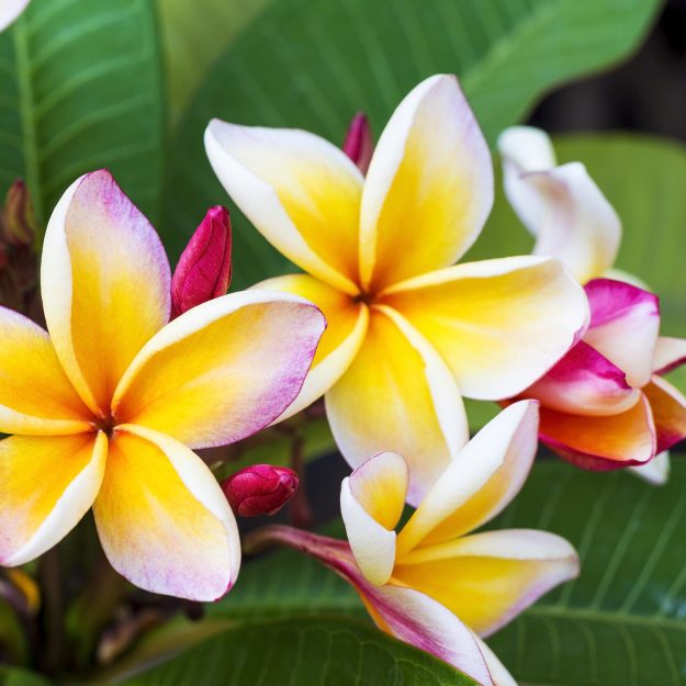 plumeria