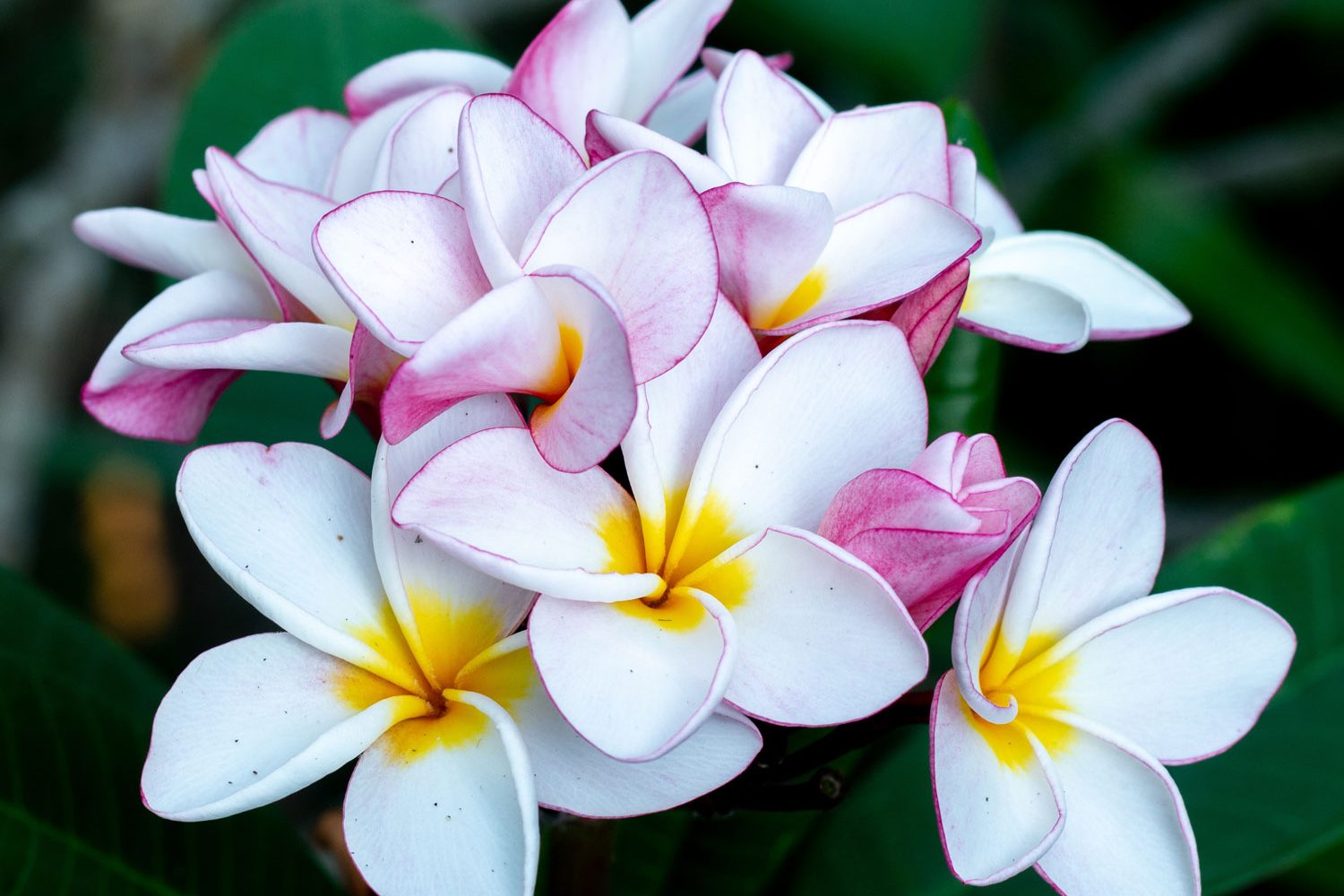 plumeria_1_