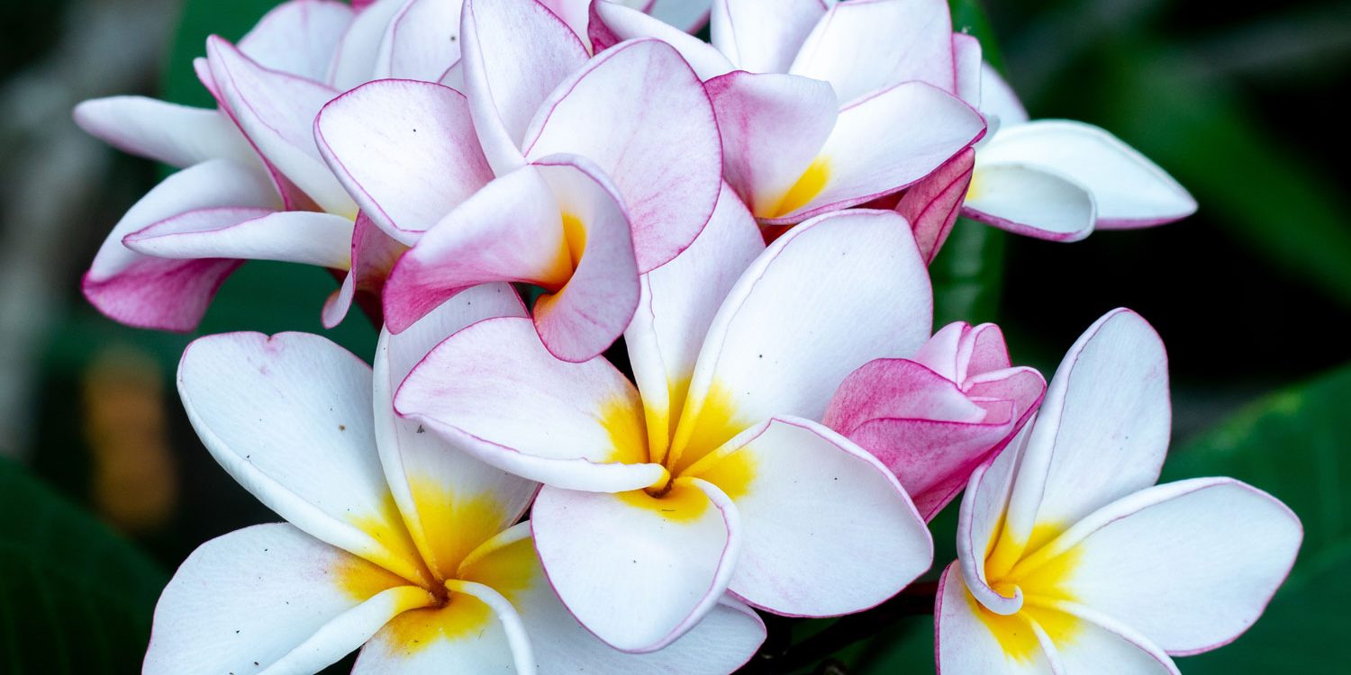 plumeria_1_