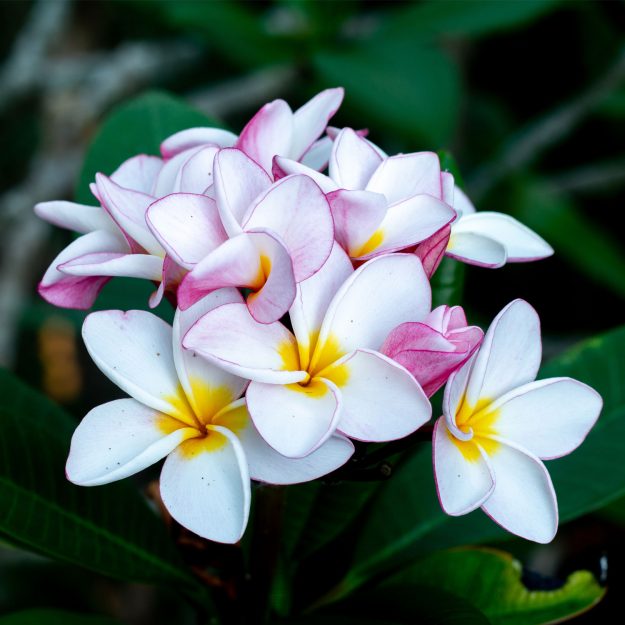 plumeria_1_