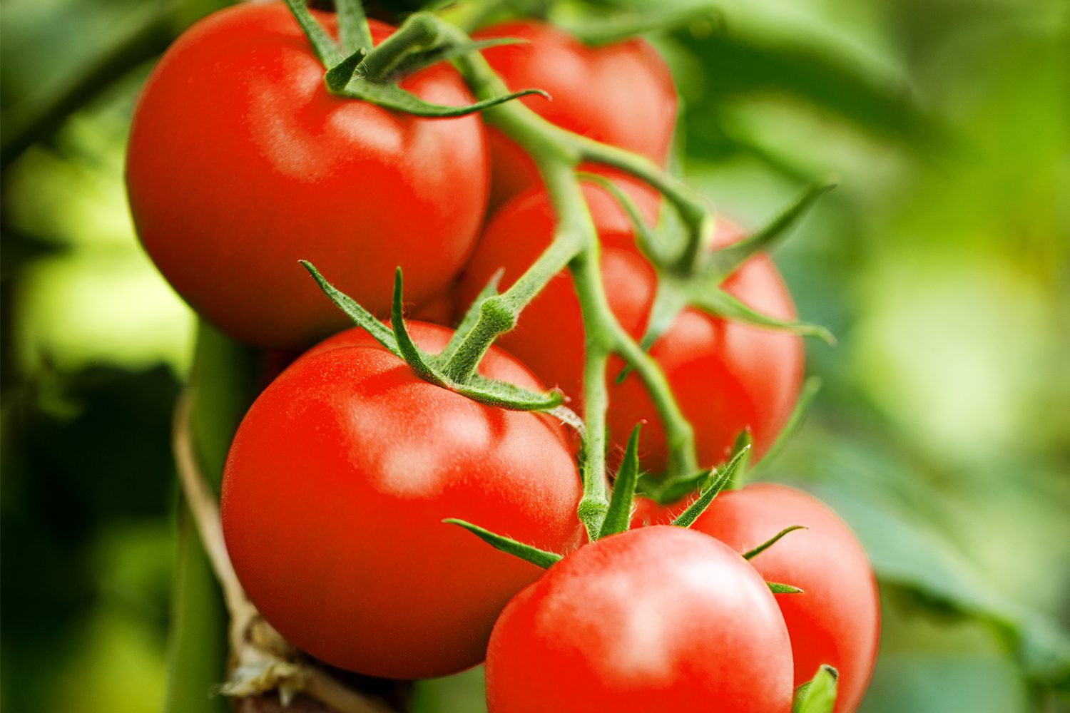 pomodori
