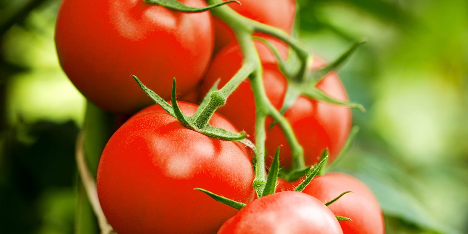 pomodori