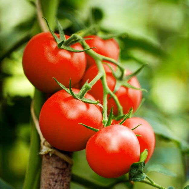 pomodori