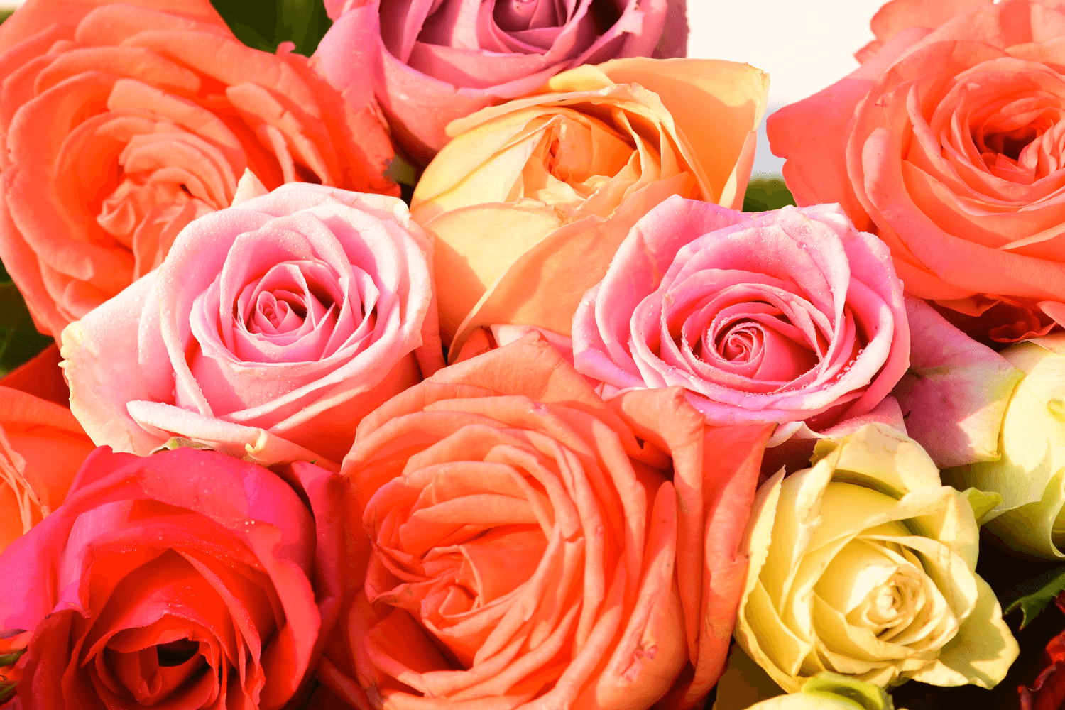 rose_1_