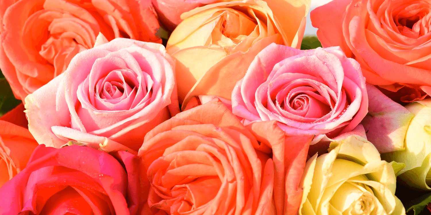 rose_1_