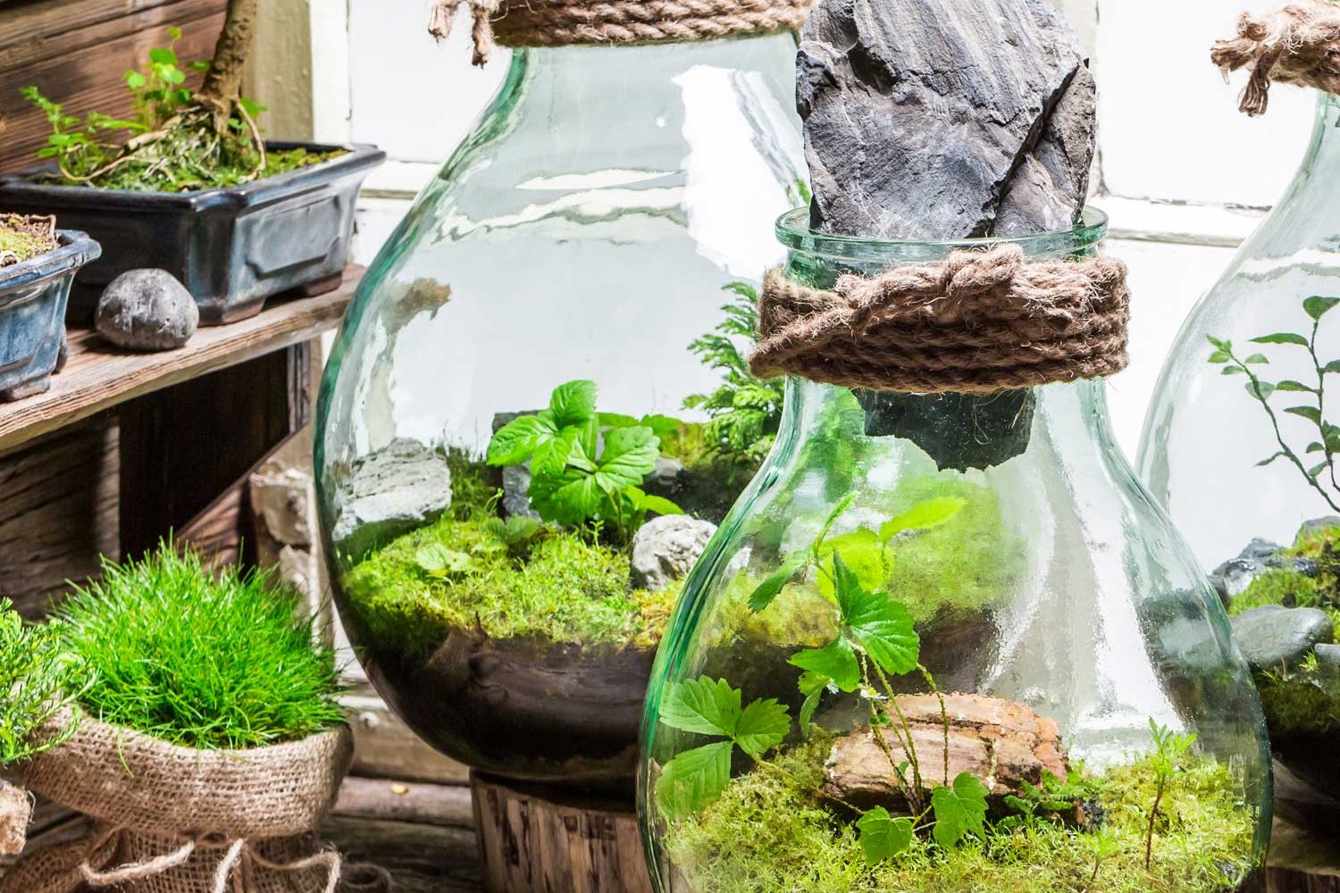 terrarium