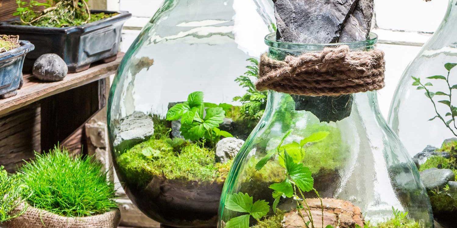 terrarium