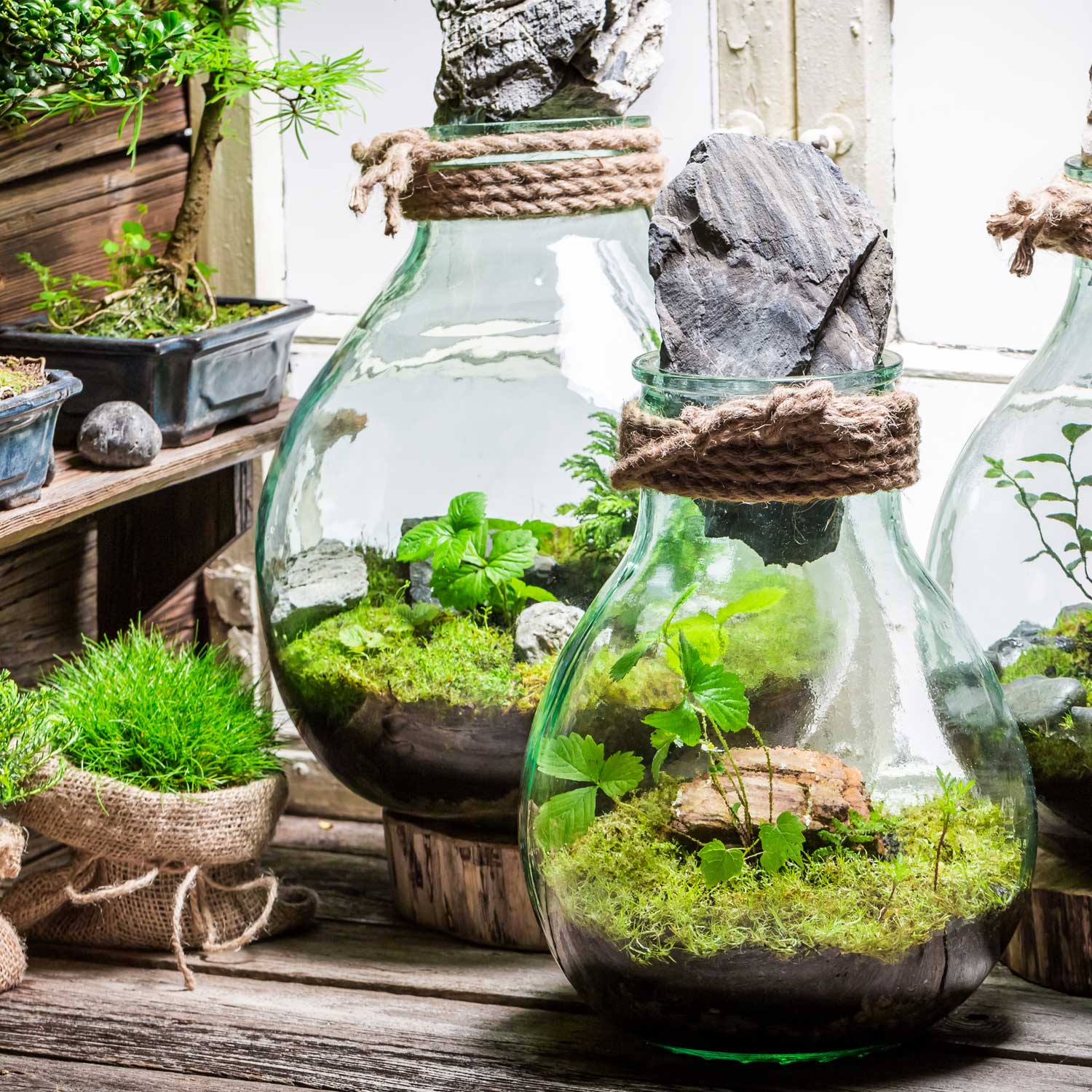 Terrarium, come creare piccoli giardini e paesaggi vegetali