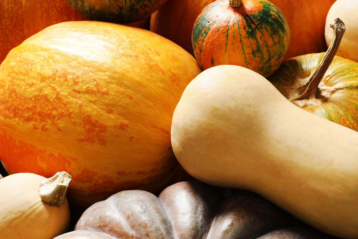 zucca2