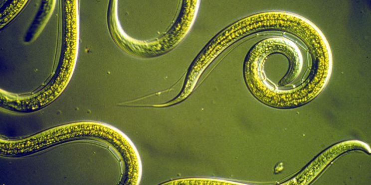 nematodi_NG1