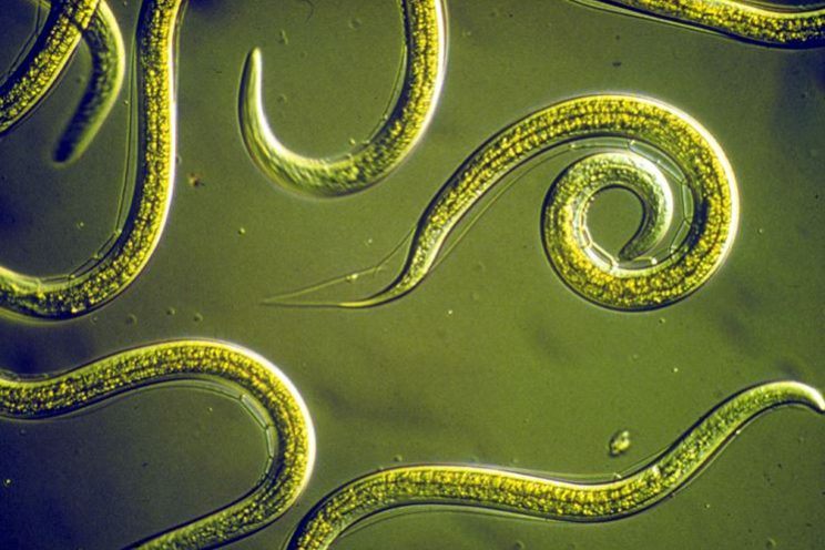 nematodi_NG1