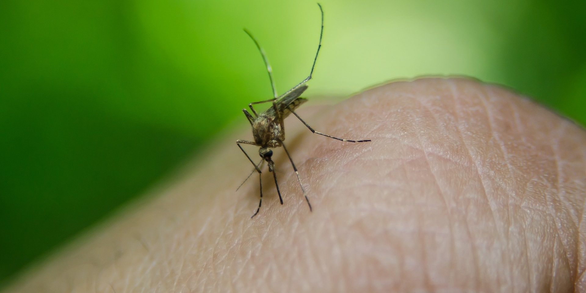 bug-1278236_1920
