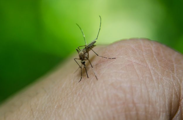 bug-1278236_1920