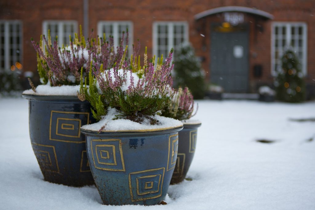 Pianta su vaso in giardino invernale