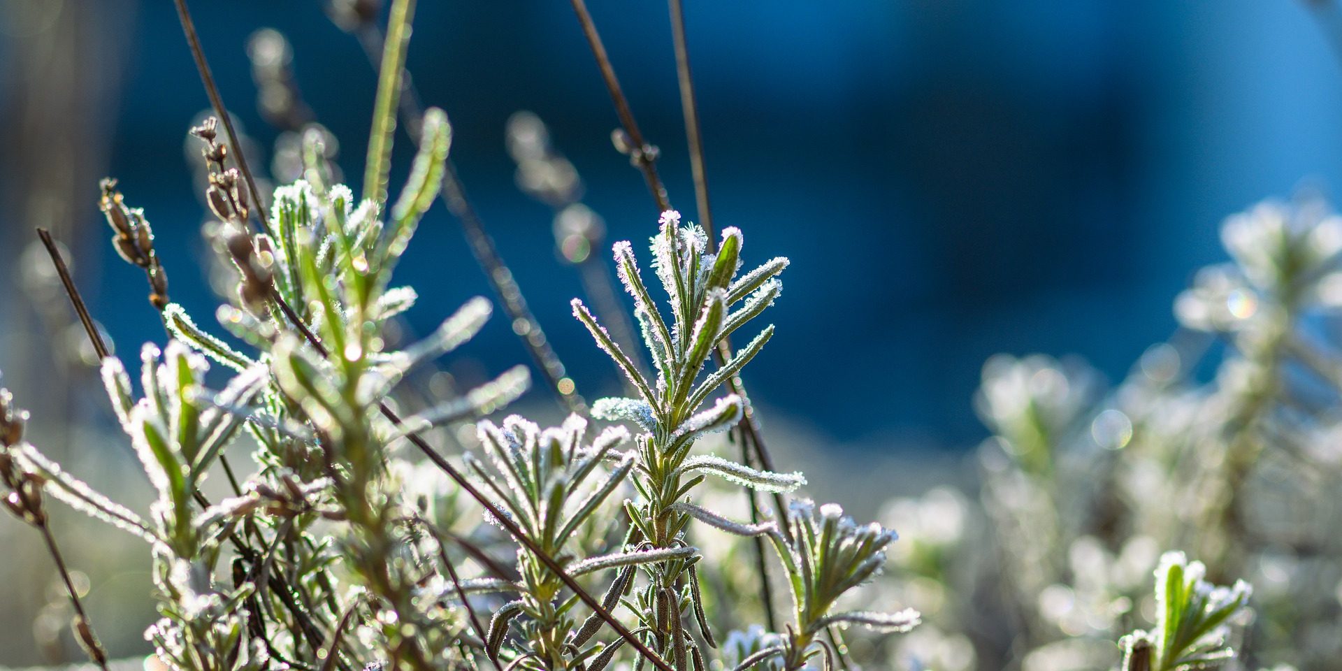 lavender-gf3e9ed9c5_1920