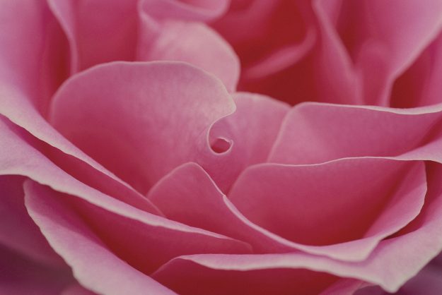 pink-gfba574690_1920