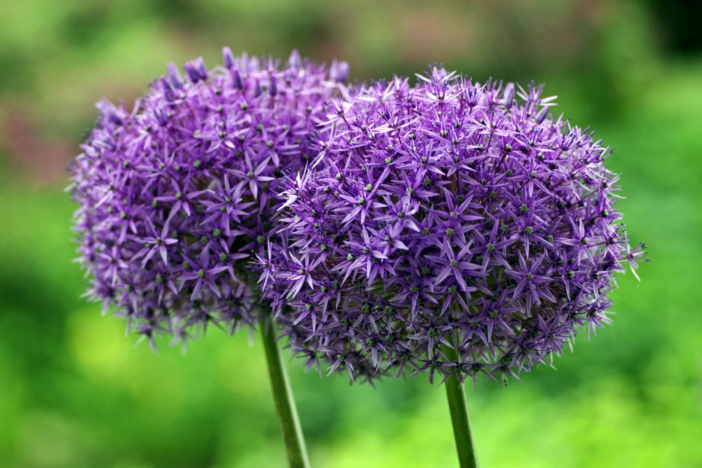 Due fiori della pianta dell'aglio, viola, a palla