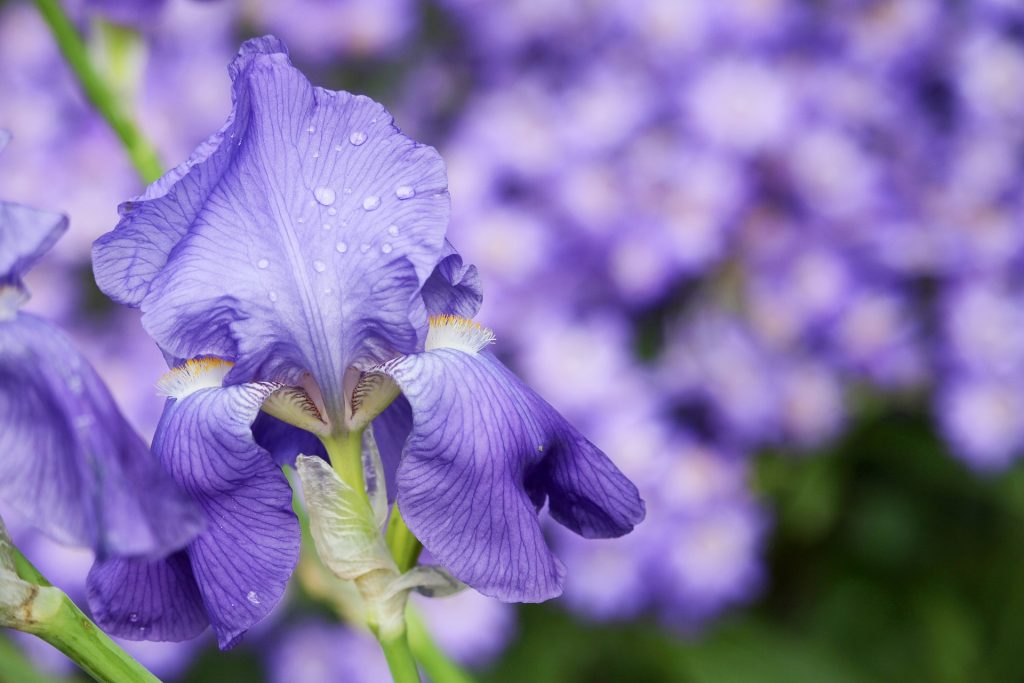 primo piano di un fiore iris blu/viola con gocce di pioggia sui petali