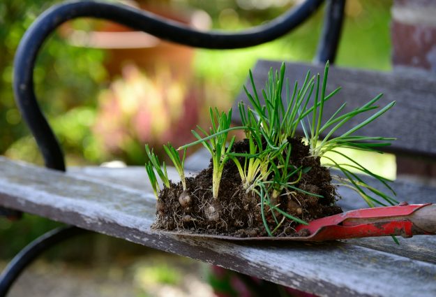 plants-g59d39904f_1920
