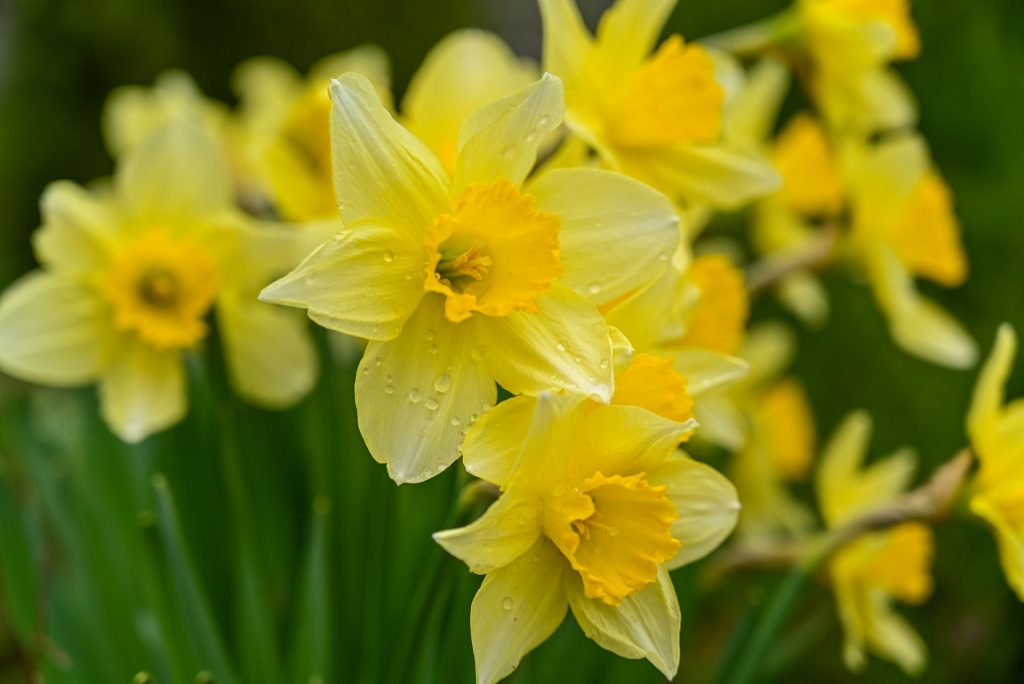Narciso giallo con gocce di pioggia sui petali