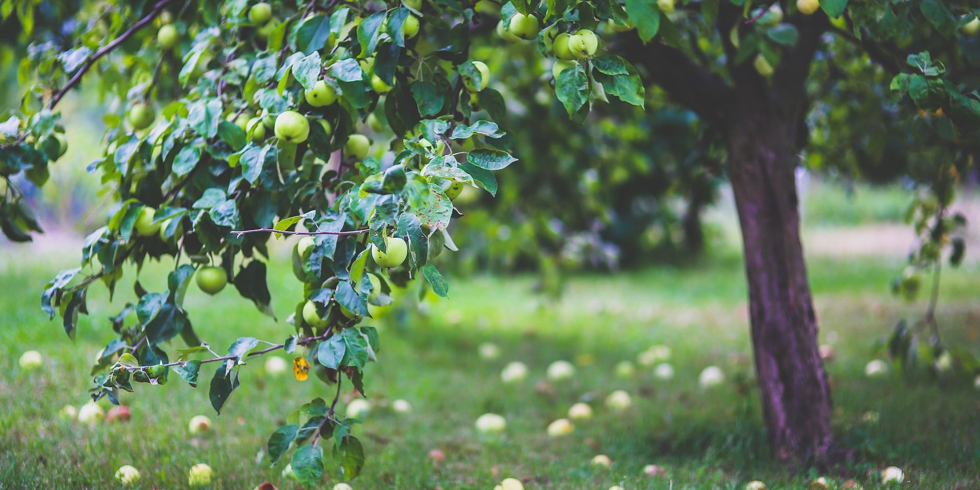 apple-gdf77b1a52_1920