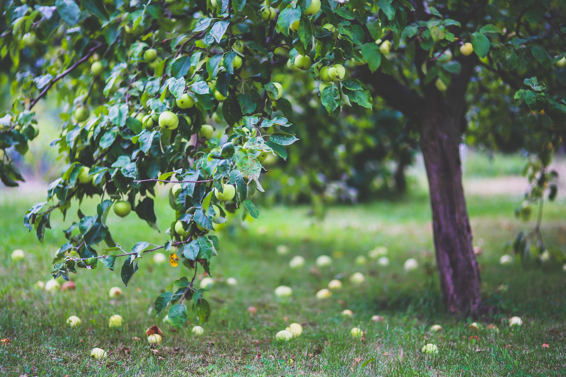 apple-gdf77b1a52_1920